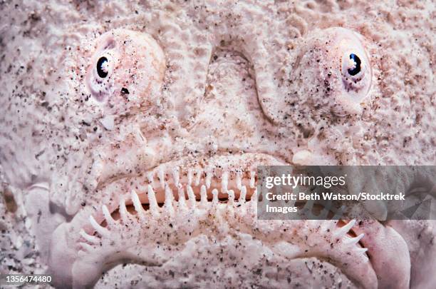 stargazer fish (uranoscopidae) sits buried in the sand waiting for prey. - stargazer fish stock pictures, royalty-free photos & images