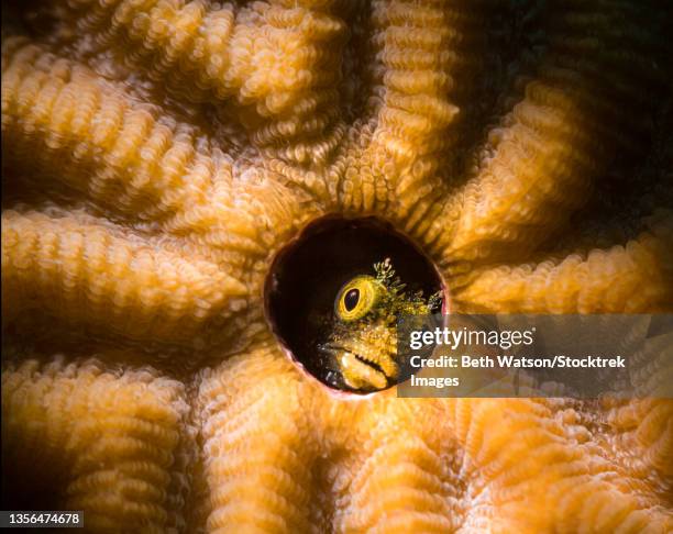 a secretary blenny peeks out from its home in symmetrical brain coral, bonaire. - blenny stock pictures, royalty-free photos & images