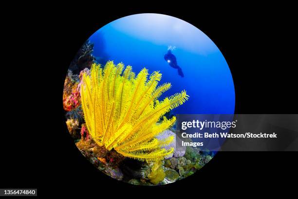 yellow crinoid (crinoidea) and a scuba diver in puerto galera, philippines. - scyphocrinites elegans fotografías e imágenes de stock