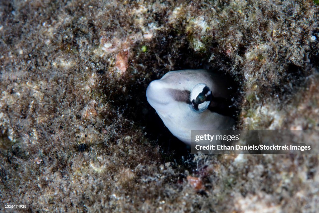 A false cleaner fangtooth blenny peers out from a worm hole on a reef.