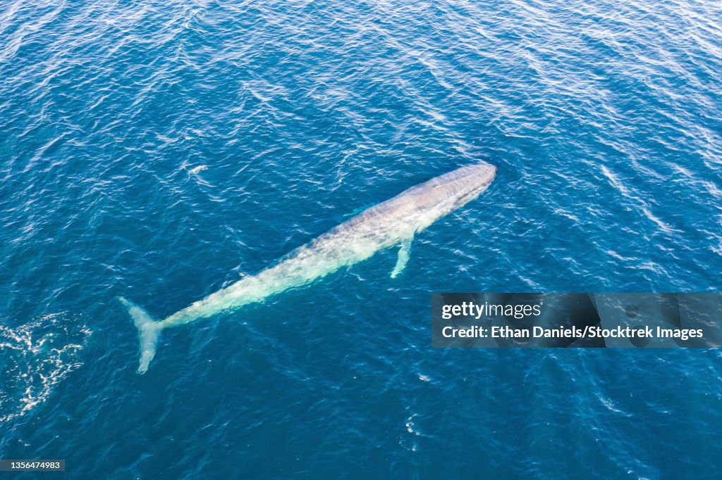 A pygmy blue whale, Balaenoptera musculus brevicauda, rises to the surface.