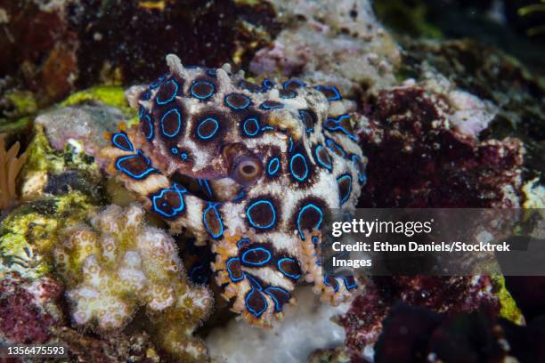 a greater blue-ring octopus, hapalochlaena lunulata, crawls across a coral reef. - blue ringed octopus stock pictures, royalty-free photos & images