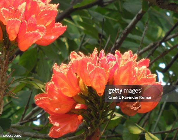 large, majestic, orange red flowers of african tulip tree. spathodea campanulata. bignoniaceae family. - african tulip tree stock pictures, royalty-free photos & images