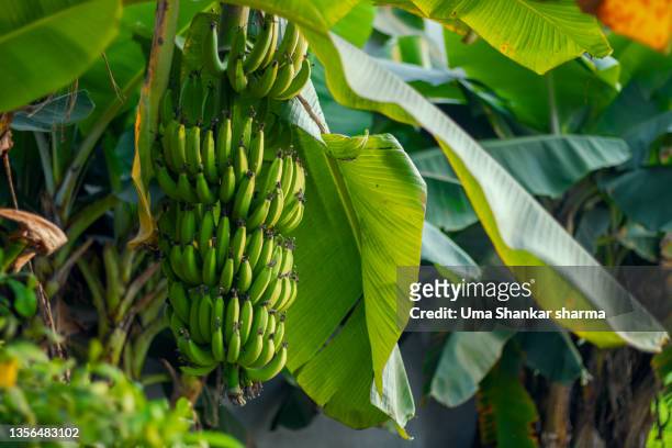 unripe bananas on tree. banana crop farming. - banana plantation stock pictures, royalty-free photos & images