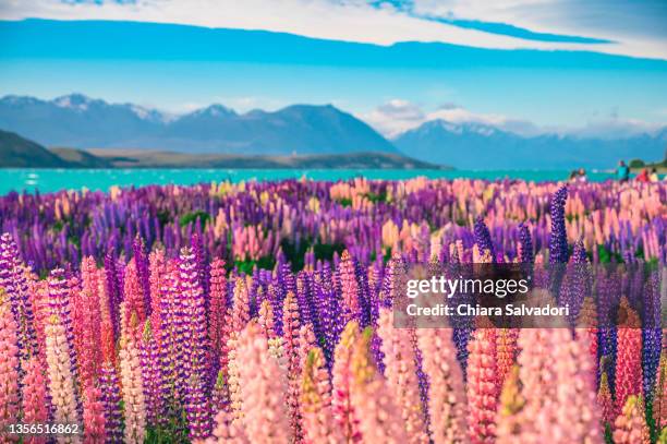 the tekapo lake and the famous lupins blooming - tékapo fotografías e imágenes de stock