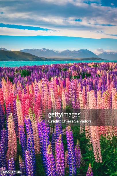 the tekapo lake and the famous lupins blooming - nz nature stock pictures, royalty-free photos & images