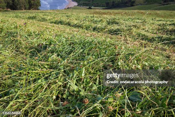 fresh pastures - ensilage bildbanksfoton och bilder