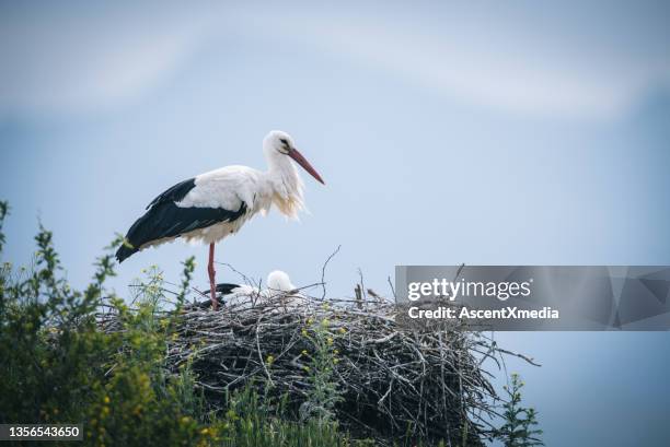 weißstorch ciconia ciconia paar sitzt im nest - stork stock-fotos und bilder