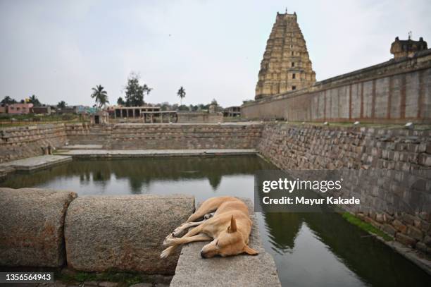 dog sleeping near a water tank near virupaksha temple, hampi, karnataka - archaeology dog stock pictures, royalty-free photos & images