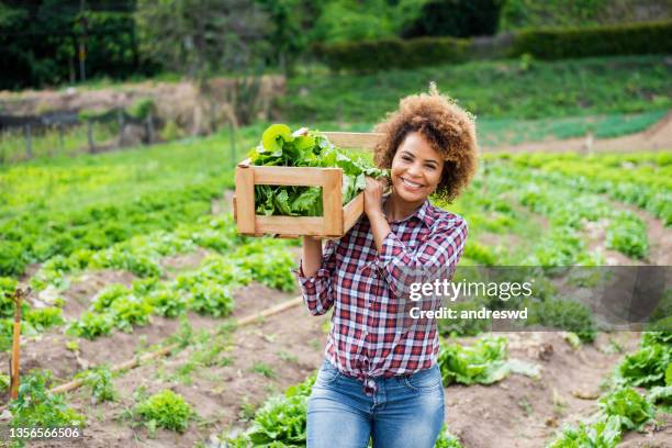 mulher no campo vegetal - alface-de-folha-vermelha - fotografias e filmes do acervo