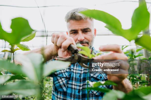 der mensch in der landwirtschaft - baumschule stock-fotos und bilder