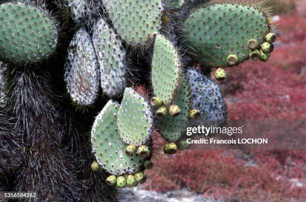 Cactus d'un figuier de Barbarie sur les îles Galapagos, en 1992, Equateur.