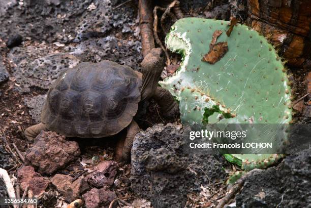Tortue géante mangeant un cactus d'un figuier de Barbarie sur les îles Galapagos, en 1992, Equateur.
