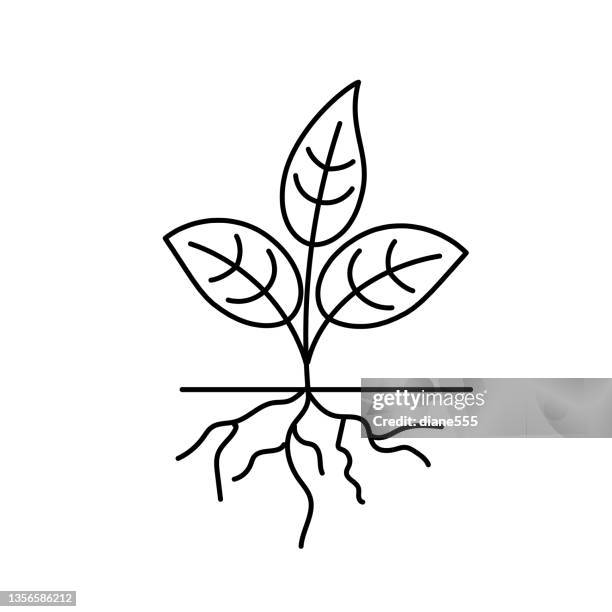 plant roots garden thin line icon with editable stroke on transparent base - root stock illustrations