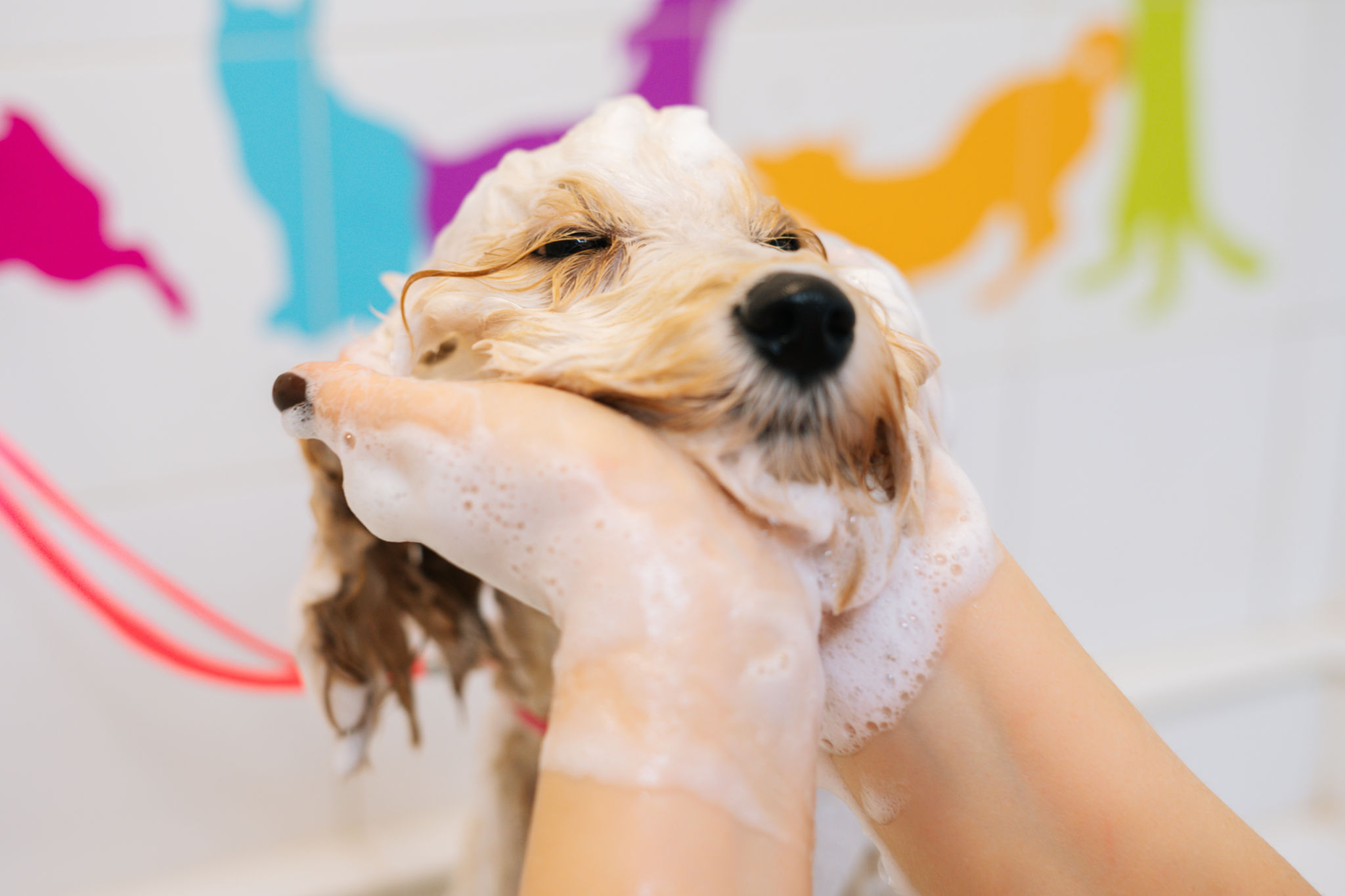 happy dog grooming