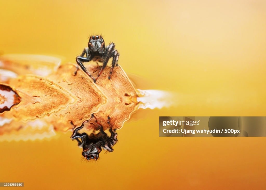 Close-up of bee on yellow flower