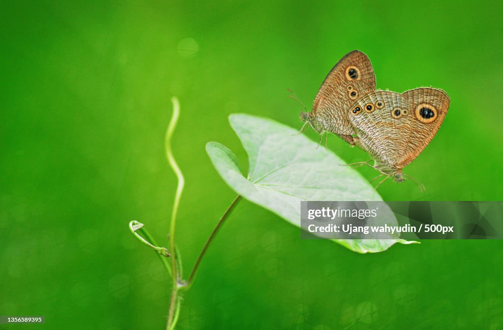 Butterfly,Close-up of butterfly on leaf