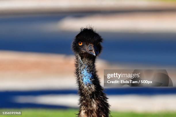 hello,close-up portrait of ostrich - emu stock-fotos und bilder