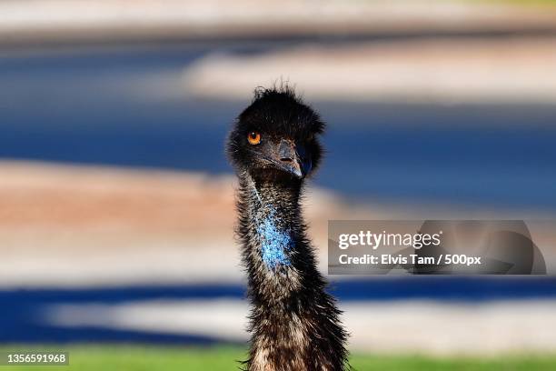 hello,close-up portrait of ostrich - émeu photos et images de collection