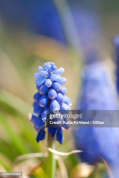 blue grape hyacinth flowers,close-up of purple flowering plant - muscari botryoides stock pictures, royalty-free photos & images