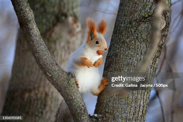 close-up of squirrel on tree - squirrel imagens e fotografias de stock