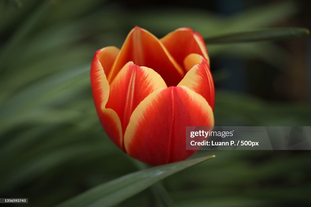 Orange and Yellow Tulip,Close-up of red tulip,Portland,Oregon,United States,USA