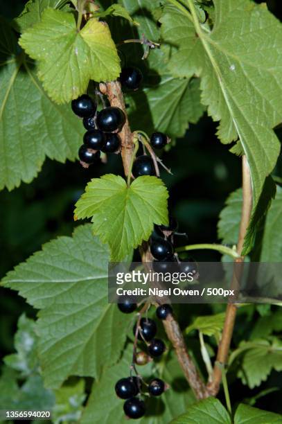 blackcurrants,close-up of grapes growing on plant - casis fotografías e imágenes de stock