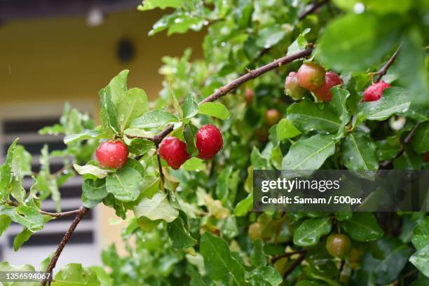 acerola no p,close-up of strawberries growing on plant - acerola stock-fotos und bilder