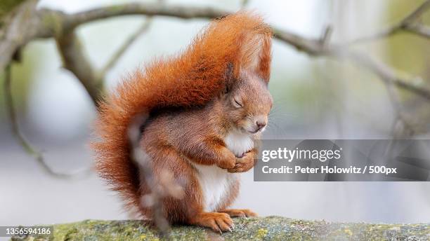 squirrel meditation,close-up of american red squirrel on tree,erbach,germany - eichhörnchen stock-fotos und bilder