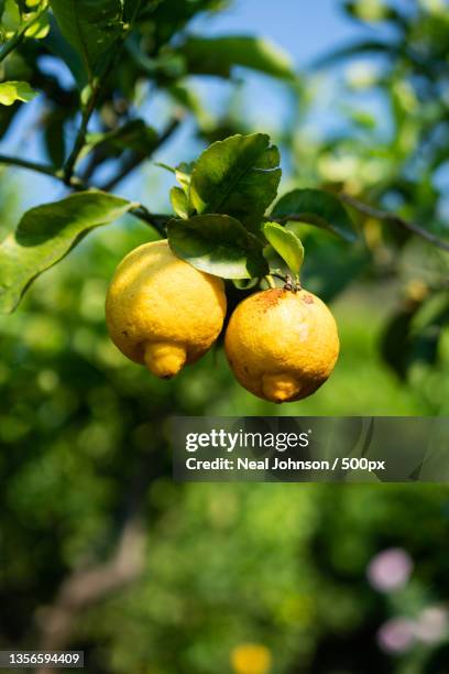 lemon grove,close-up of lemon growing on tree - lemon tree stockfoto's en -beelden