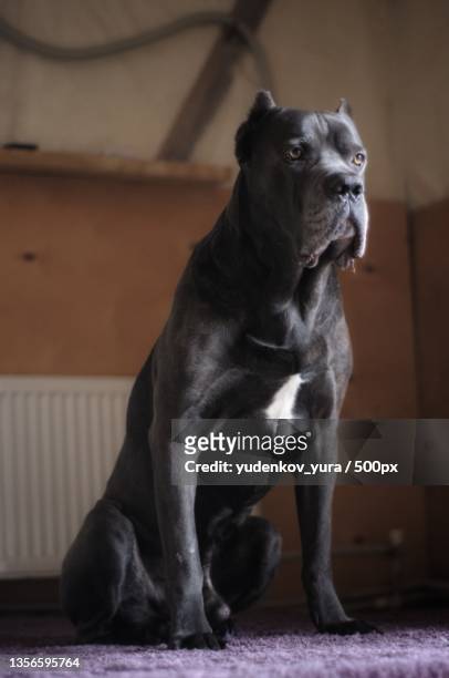 cane corso,close-up of purebred great dane sitting on floor at home - cane corso stock pictures, royalty-free photos & images