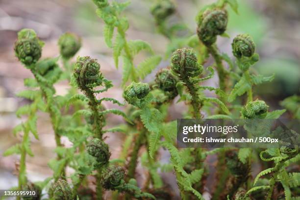 fern and mountains,close-up of fresh green plants,valley of flowers national park,uttarakhand,india - valley of flowers uttarakhand foto e immagini stock