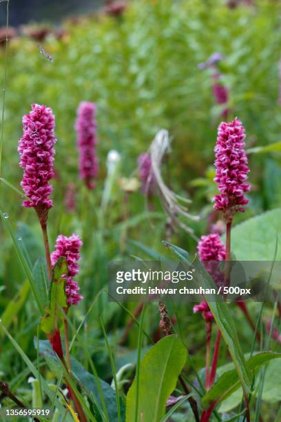 flora and nature,close-up of pink flowering plants on field,valley of flowers national park,uttarakhand,india - valley of flowers uttarakhand stock-fotos und bilder