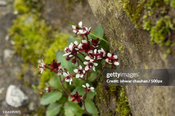 flora and nature,close-up of moss growing on rock,valley of flowers national park,uttarakhand,india - valley of flowers uttarakhand stock pictures, royalty-free photos & images