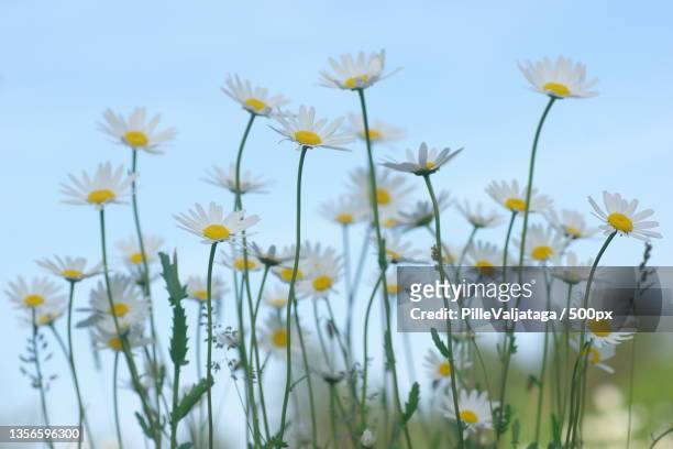 oxeyedaisy,close-up of yellow flowering plants on field against sky,lilbi,hiiu county,estonia - hiiumaa photos et images de collection
