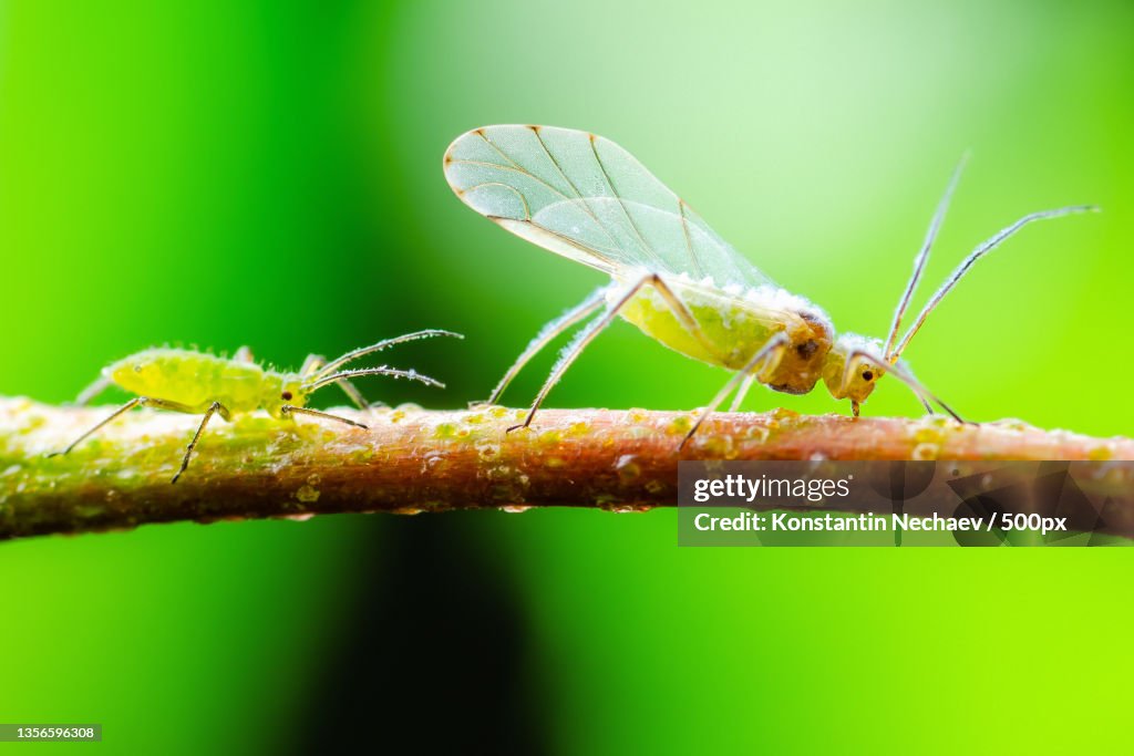 Young and Adult Aphids on Twig Greenfly or Green Aphid Garden Parasite Insect Pests Macro on