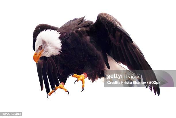 eagle,close-up of bald eagle perching against clear sky - perching stock pictures, royalty-free photos & images