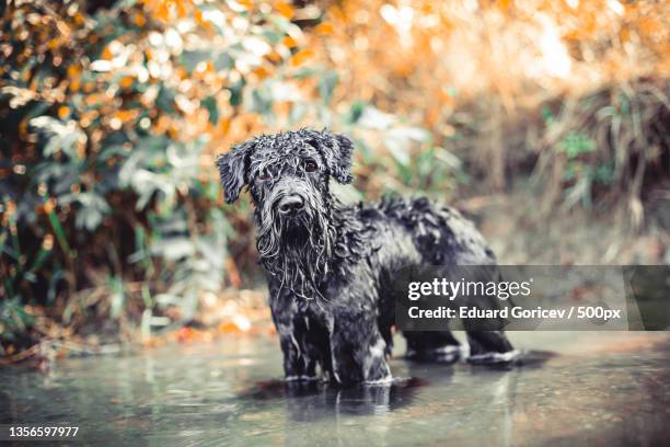 wet dog on the shore of the lake - dissent collar stock pictures, royalty-free photos & images