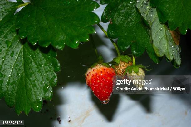 strawberry fruit is with the tree - aukid stock-fotos und bilder