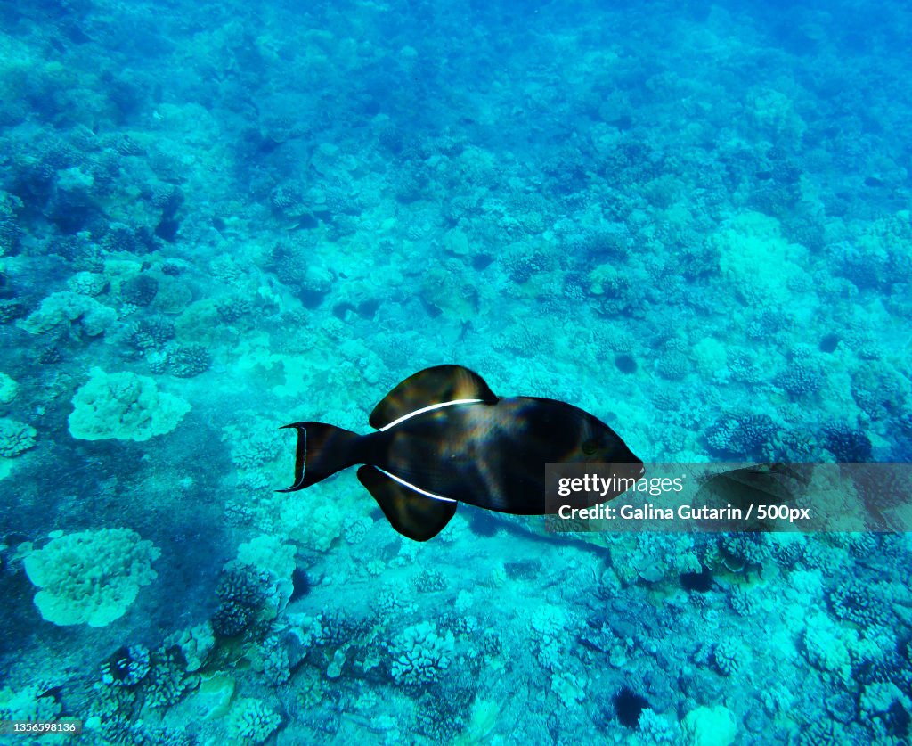 Black Triggerfish on coral reef background Molokini,Maui,Hawa