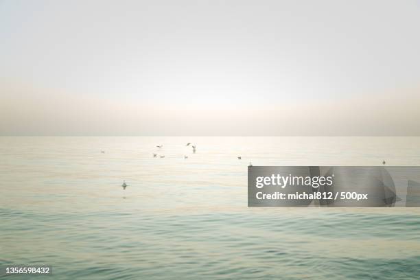 seagulls swimming on a calm sea,scenic view of sea against clear sky - flight 812 stock pictures, royalty-free photos & images