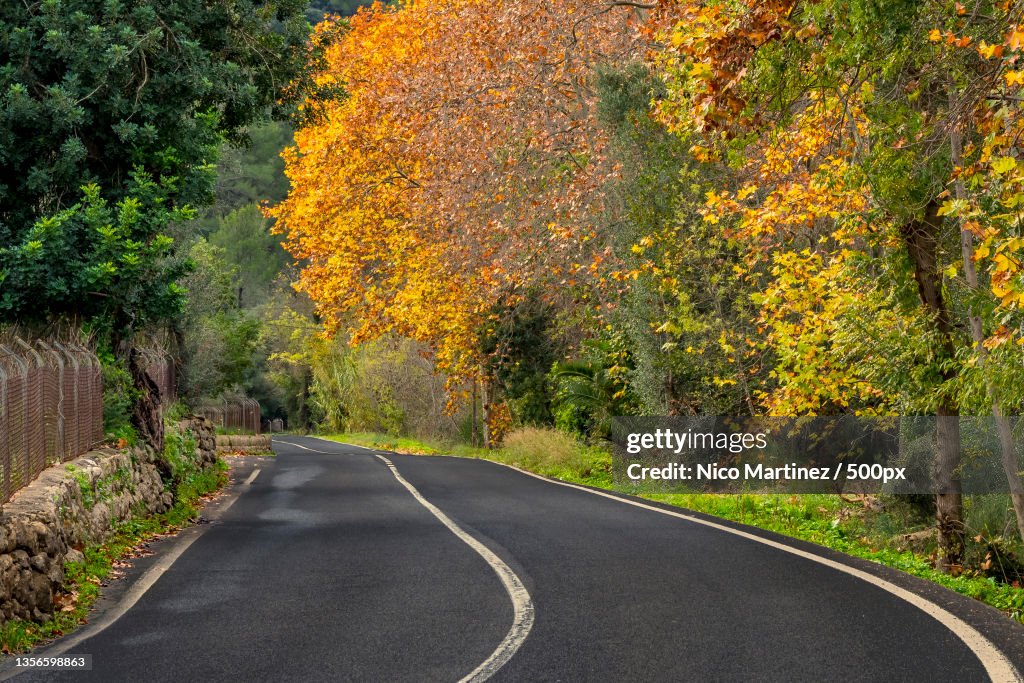 Empty road amidst trees in forest during autumn,Islas Baleares,Spain