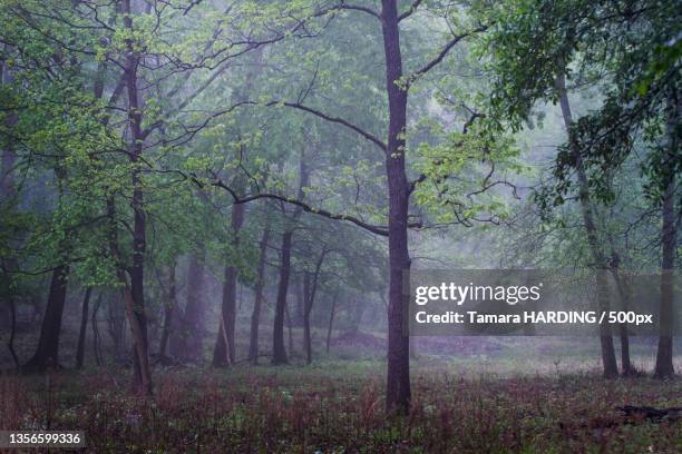 30 Patience Harding Stock Photos, High-Res Pictures, and Images - Getty ...