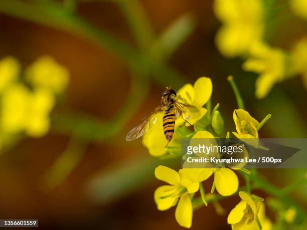 yellow in your heart,close-up of bee pollinating on yellow flower - rapsblüte stock-fotos und bilder