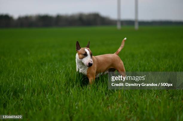 portrait of bull terrier standing on grassy field - bull terrier stock-fotos und bilder
