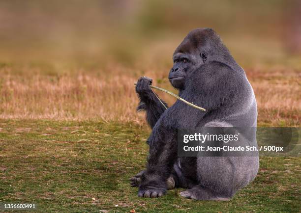 western lowland gorilla gorilla gorilla gorilla - western lowland gorilla stockfoto's en -beelden