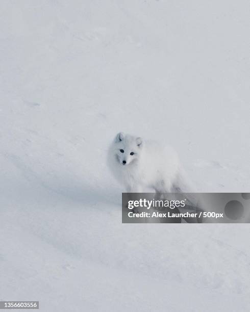 panoramic view of the birds and animals - arctic fox stock pictures, royalty-free photos & images