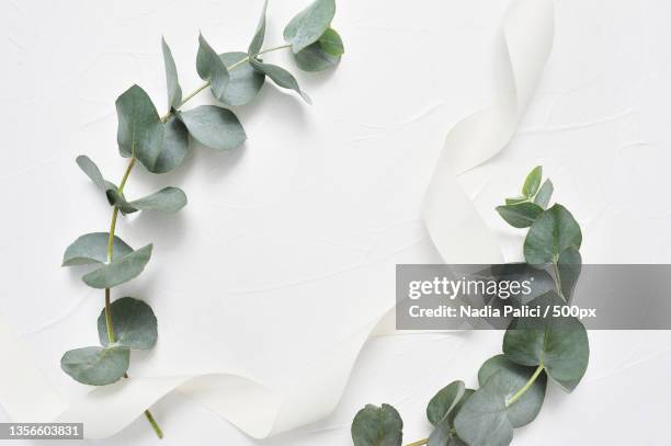 eucalyptus leaves and ribbon frame on white background - eucalyptus leaves stock-fotos und bilder