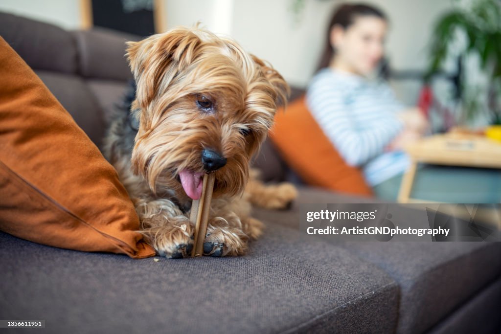 Süßer Terrier Hund isst Leckerbissen auf dem Sofa