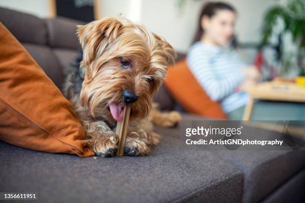 cute terrier dog eating treat on the sofa - small dogs stock pictures, royalty-free photos & images